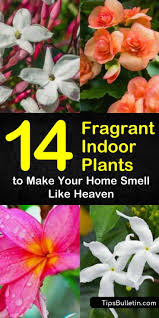 More powerful than its delicate cousin, the polyanthum, the madagascar emits a heady fragrance. Discover How To Grow Fragrant Indoor Plants That Will Keep Your Home Looking And Smelling Beauti Indoor Flowering Plants Fragrant Plant Indoor Plants Low Light