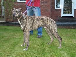 Image result for lurcher dog
