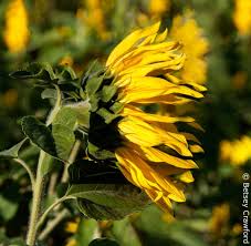 Image result for Asteraceae