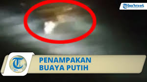 Check spelling or type a new query. Viral Video Penampakan Buaya Putih Di Kediri Berenang Menuju Jembatan Brawijaya Indonesia News Feed