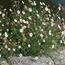 Image result for Erigeron karvinskianus