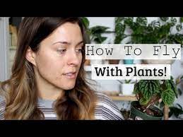 6 amazingly compact ways to fold clothes for packing part two. How To Fly On An Airplane With Houseplants Traveling With Plants As Carry On Youtube