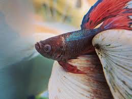 I Love My 4 And A Half Year Old Betta Monsieur Fenplast He Is Blind Of One Eye And He Is My Grumpy Pirate Bettafish