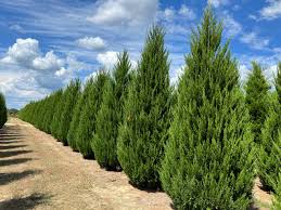 Image result for Hetaeria occidentalis