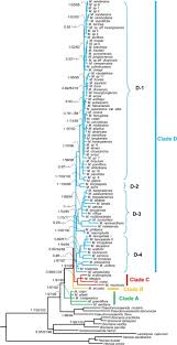 Image result for Pseudomussaenda stenocarpa