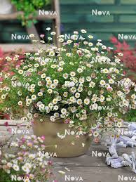 Image result for Erigeron karvinskianus