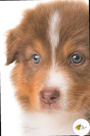 If you adopted a dog thru a shelter or rescue group that you believe is an aussie or part aussie, you are welcome to share here. Australian Shepherd Cattle Dog Mix The Complete Puppy