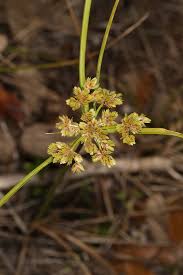 Image result for Cyperus karisimbiensis