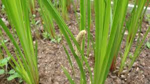 Image result for Afrosolen coeruleus