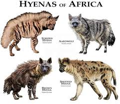 Hyenas Of Africa Hyena Animals Wild Brown Hyena