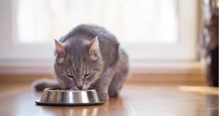 Mac was about 4 weeks old. My Cat Is Throwing Up Undigested Food Eating After Petcoach