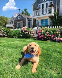 Huseyin Burak Damgaci Adli Kullanicinin Dogs And Their Best Moments Panosundaki Pin 2020 Kopek Nadas