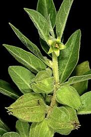 Image result for Withania