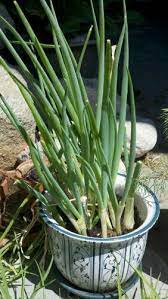 Apr 24, 2021 · there are two ways that you can grow scallions, from seed or as a cutting. How To Grow Green Onions In A Pot Green Onions Growing Planting Green Onions Growing Onions