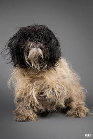 | all the info you need when you are looking for puppies for sale. Neglected And Filthy Havanese Dogs Rescued From Hoarding Situation Pet Rescue Report