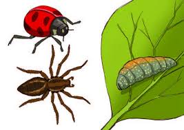 Control of pest and insect. How To Guide 3 Managing Weeds Pest Diseases Greenpeace Africa