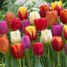Tulips are unique in range of size, shape and bold color found in almost every color spectrum, that only tulips provide. Van Zyverden Tulips Bulbs Triumph Mixture Set Of 100 21597 The Home Depot