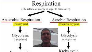 Anaerobic Vs Aerobic Respiration Aerobics Anaerobic Respiration Science