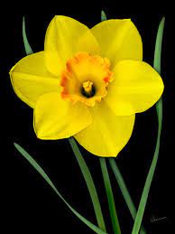 Pin On Yellow Flower Art For Sale