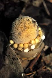 Image result for Balanophoraceae