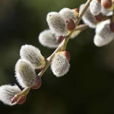 Image result for Goat Willow