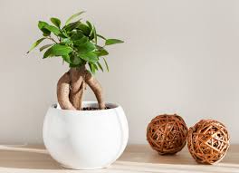 Image result for Fuirena microcarpa