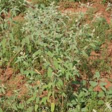 Image result for Croton kilwae