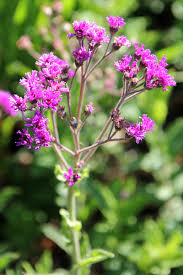 Image result for Vernonia hirsuta