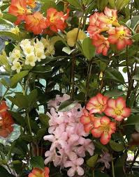 Vireya Rhododendrons From Vanderbyl Vireya Nursery Rhododendron Shade Plants Tropical Garden