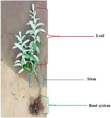 Image result for Athrixia phylicoides