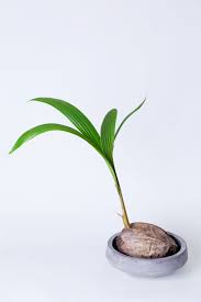 Image result for Cocos nucifera