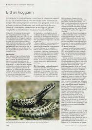 Lorem ipsum dolor sit amet, consectetur adipiscing elit. Pdf Bitt Av Hoggorm Bites By Vipers