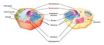 Plant cells also have cell walls. I Pathways Learning Pathways In Adult Education
