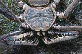 Image result for Amblygonocarpus