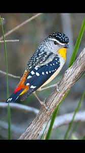 Spotted Pardalote From Australia Beautiful Birds Australian Birds Nature Birds