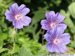 Le géranium vivace mesure une trentaine de centimètres. Geranium Vivace Magnifique Geranium X Magnificum Planter Cultiver Multiplier