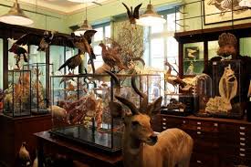 All The World S Hidden Wonders In One Book Paris Curiosity Killed The Cat Taxidermy Art