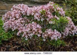 Image result for Commelina latifolia