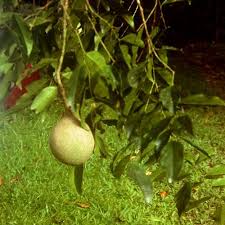 Image result for Achariaceae