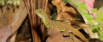 The genus name is greek for inflated jaw. Water Dragon Zoo Med Laboratories Inc