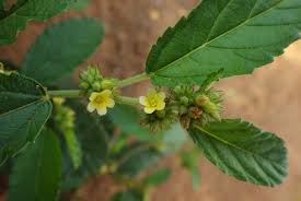 Image result for Waltheria indica