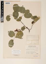 Image result for Grewia herbacea