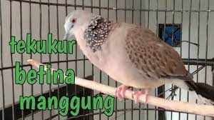 Burung derkuku termasuk dalam famili columbidae (jenis merpatian). Tekukur Derkuku Betina Juga Bisa Manggung Cocok Buat Pancingga Youtube