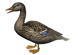 Duck Png Icon Web Icons Png Duck, duck american pekin, duck, fauna, bird, feather png. duck png icon web icons png