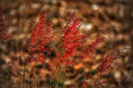 Image result for Melinis repens