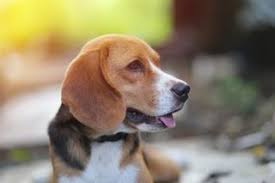 There is only one smartest dog in the world and every child has it. they may also have feelings of guilt for abandoning their pets when leaving home for college, work or marriage. 5 Reasons We Should Take Pet Loss Seriously Psychology Today