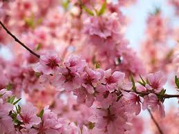 Check spelling or type a new query. Peach Tree Florida King De Groot Inc Perennials Daylilies Fruits Vegetables Shrubs Bulbs