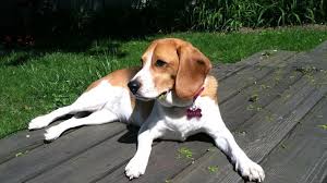 Nothing trends harder than super cute animals.and is there anything cuter than puppies? Let S See Those Pups On This National Puppy Day