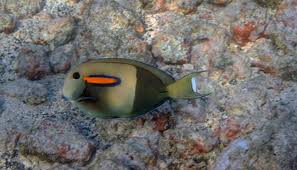 New Fish For Me The Naenae Orangeband Surgeonfish Pets Animals Fish
