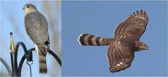 We did not find results for: Scores Outdoors Was It A Sharp Shinned Hawk Or A Cooper S Hawk Hard To Tell The Town Line Newspaper